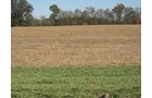 Property photo 13 - 110+/- Acres offered in 4 Tillable Tracts